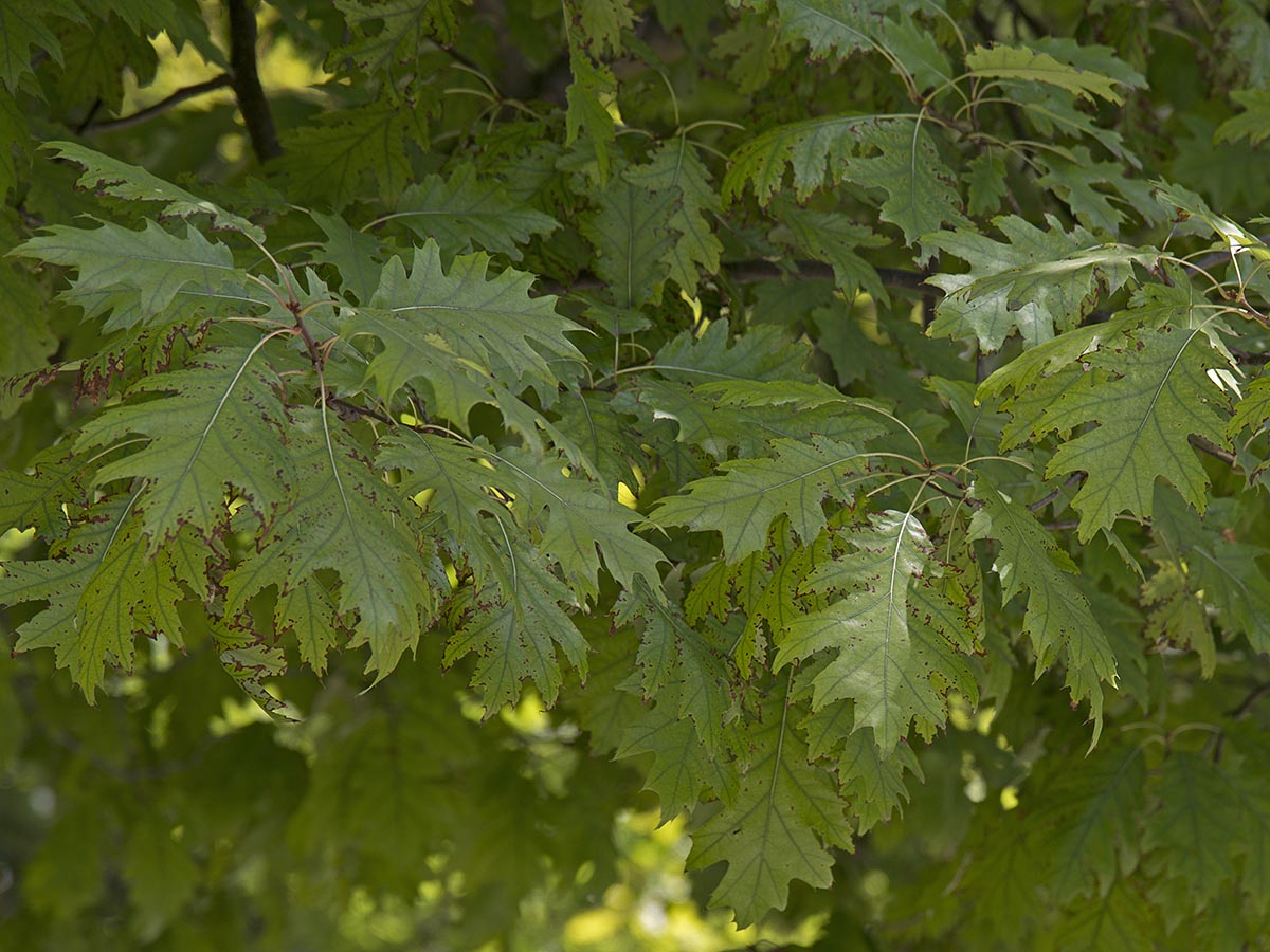 Quercus coccinea